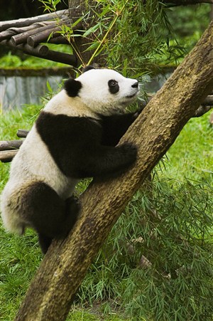 正在爬树的大熊猫图片