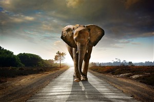 马路上正在走过来的大象图片