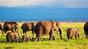 草原上一群散步的大象图片