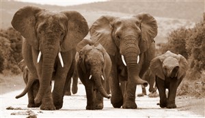 走在路上的一家大象图片