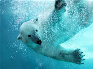 跳入水里的北极熊图片