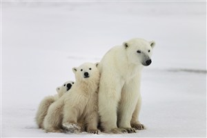 三头靠在一起的北极熊图片