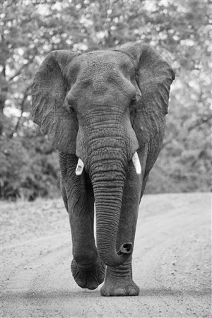 黑白照片孤独的大象图片