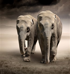 两头泰国大象图片