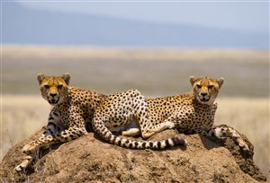 两头趴在土地上的可爱小豹子图片