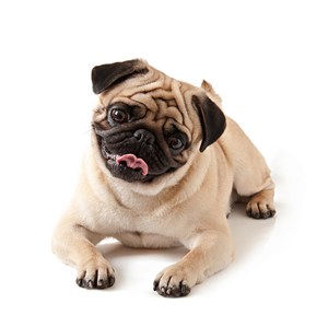 吐舌头的八哥犬狗狗图片