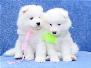 两头白色的博美犬狗狗图片