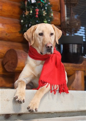 系围巾的罗得西亚脊背犬狗狗图片