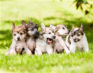 草地上一堆可爱的小狗狗图片