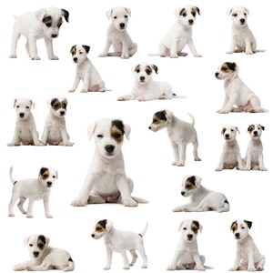 各种动作的蝴蝶犬狗狗图片