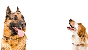 吐舌头的德国牧羊犬狗狗图片