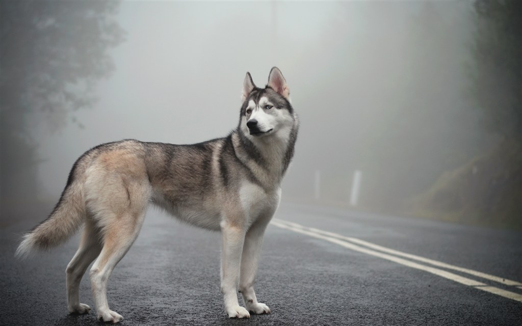 马路上的大狼狗狗图片