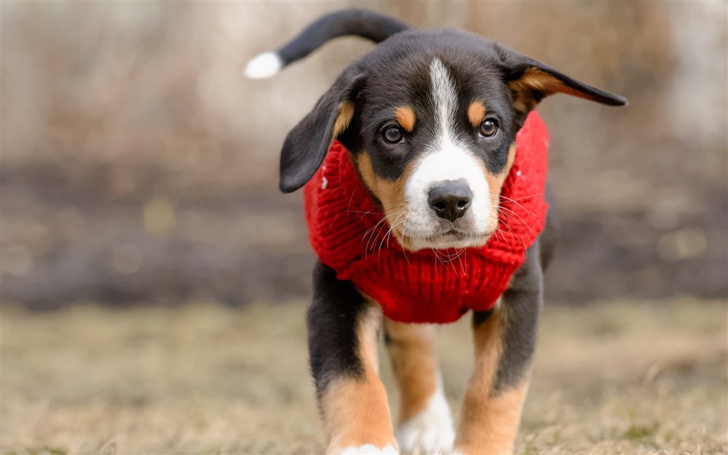 带红色围巾的杜宾犬狗狗图片