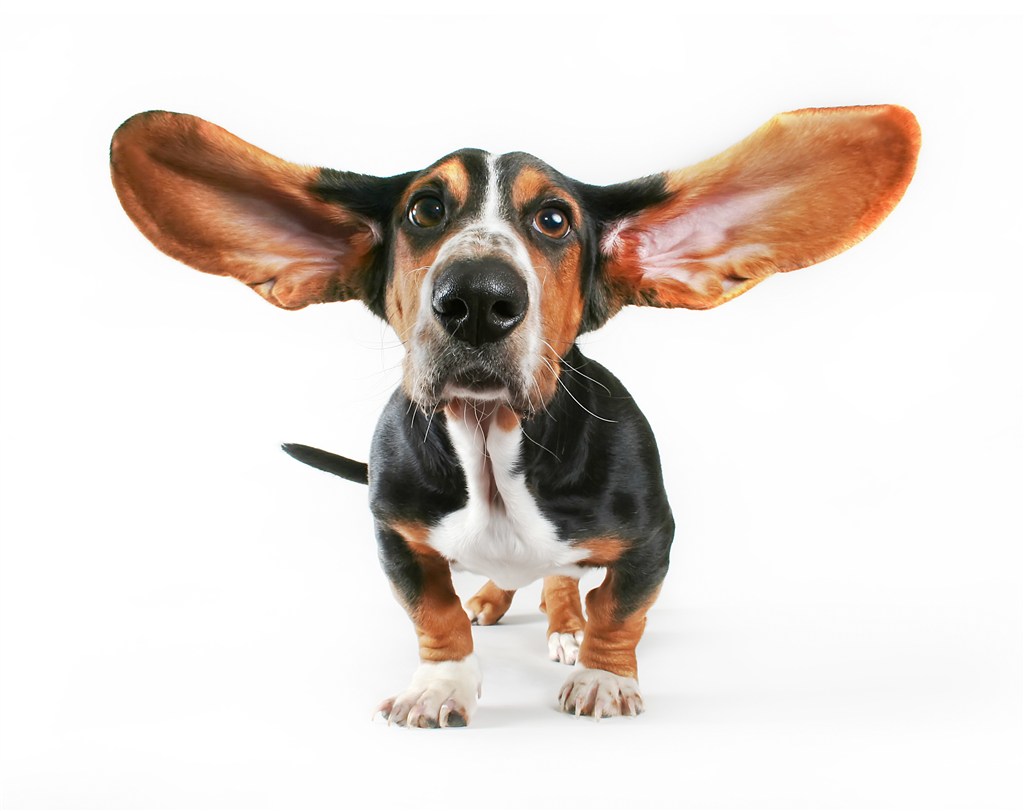 长耳朵狗有哪些品种图片
