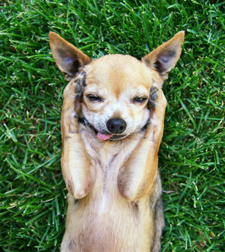 我不听我不听的吉娃娃犬狗狗图片