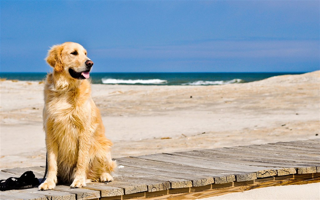 海边的金毛犬狗狗图片
