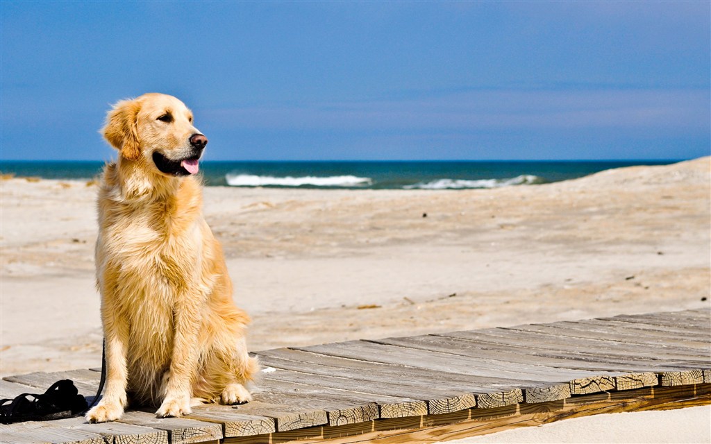 海邊的金毛犬狗狗圖片