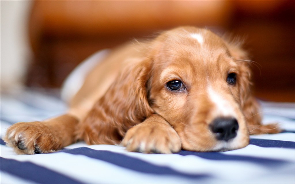 趴在地上的金毛犬狗狗图片