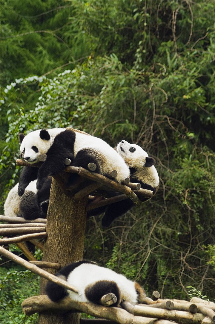 一群慵懒的大熊猫图片