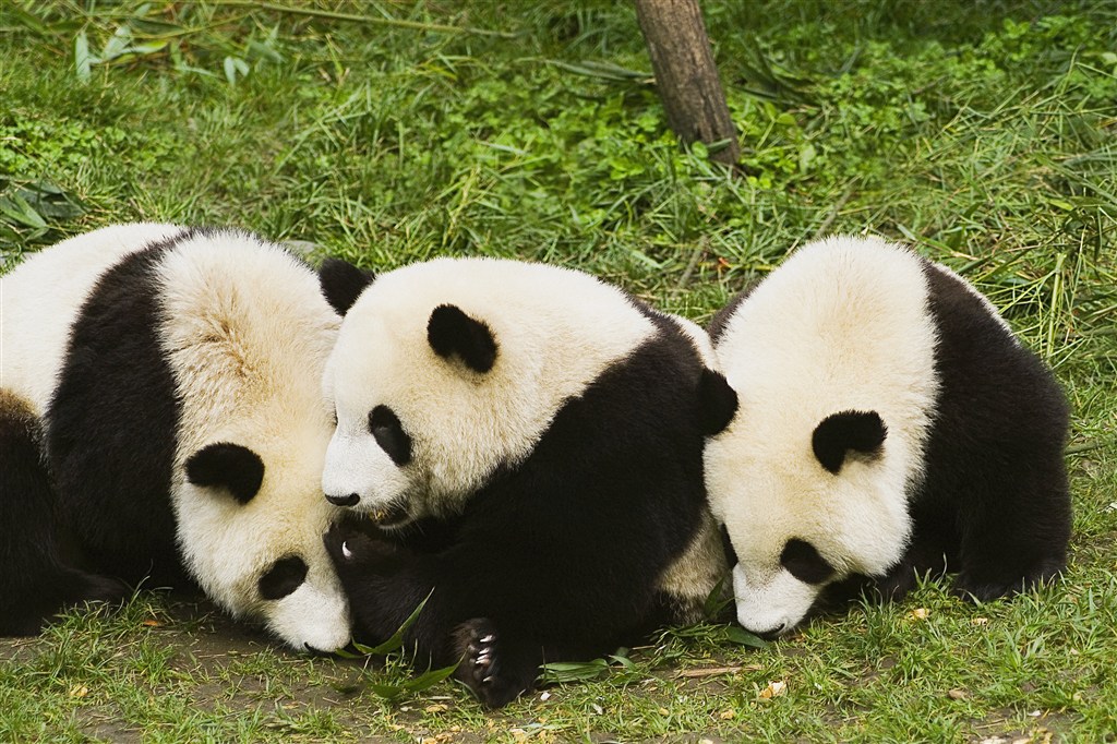 三头吃草的大熊猫图片
