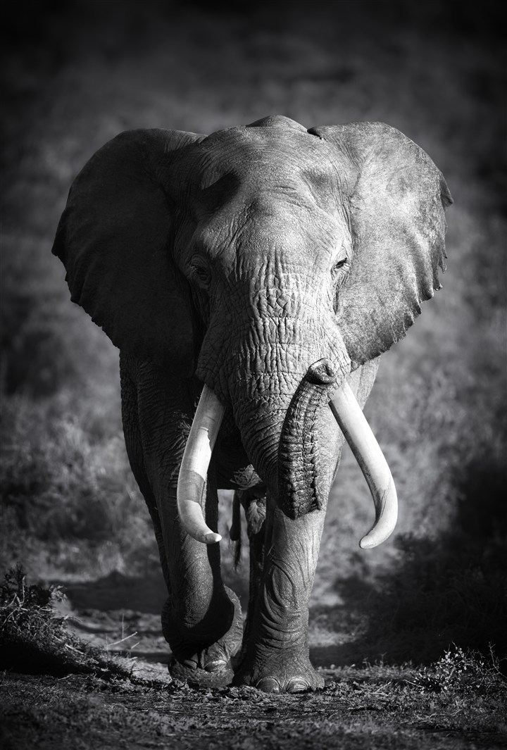 黑白照片大象图片