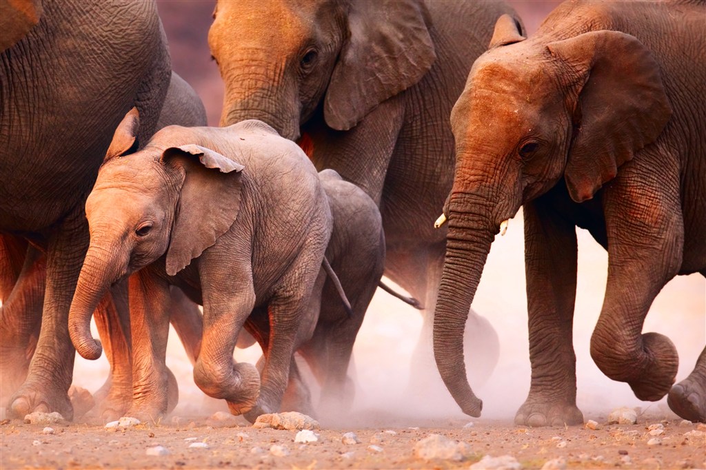 黄土地上小象与一群大象图片