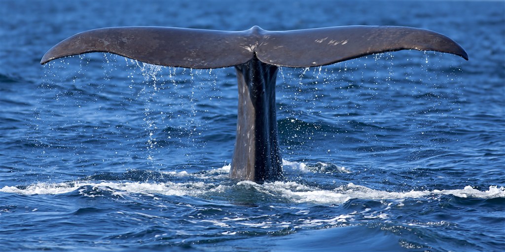 一条大大的鲸鱼尾巴图片