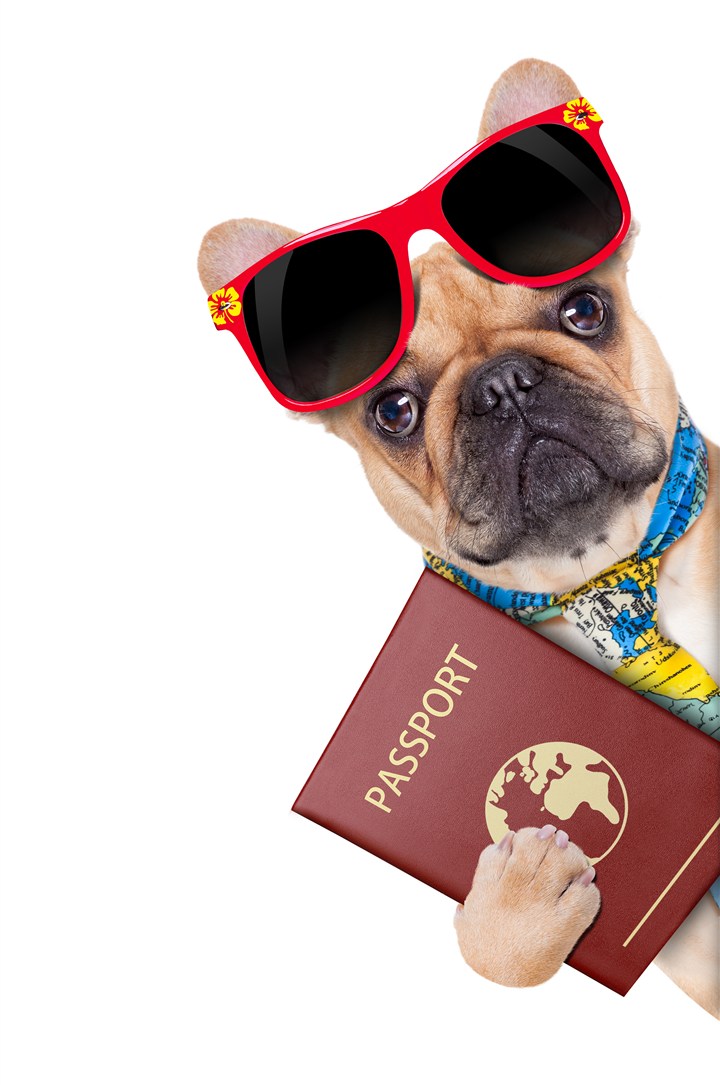 抱着护照的宠物狗狗图片