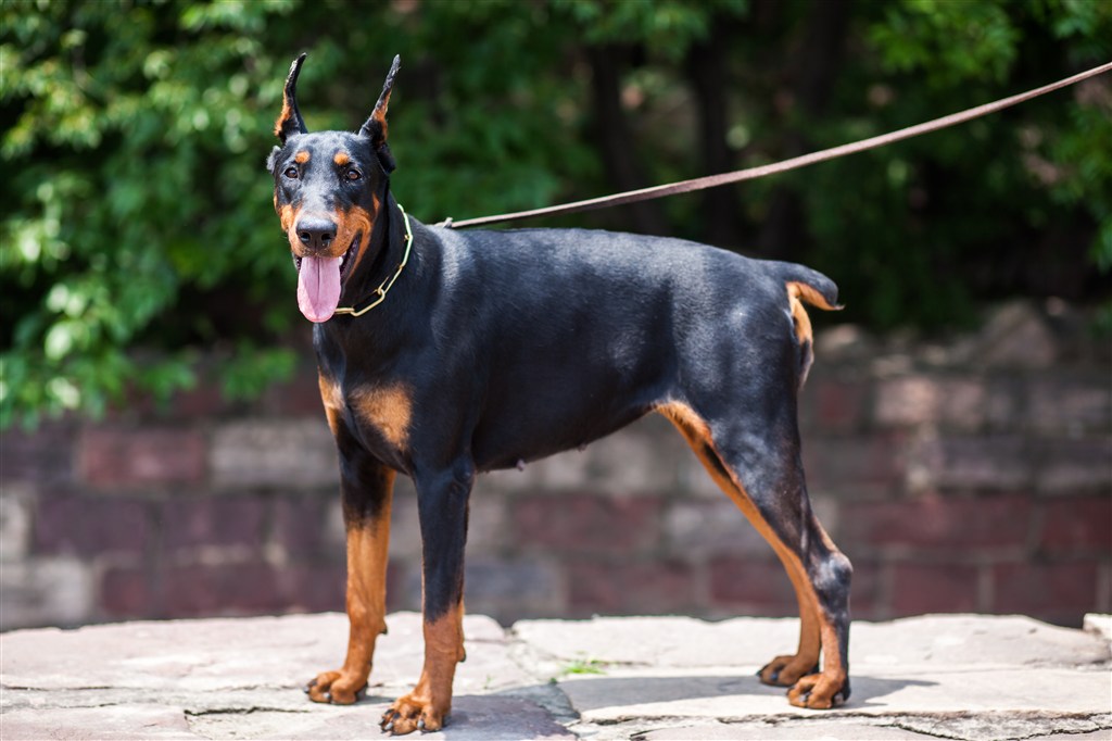 公園散步的貴賓犬狗狗圖片