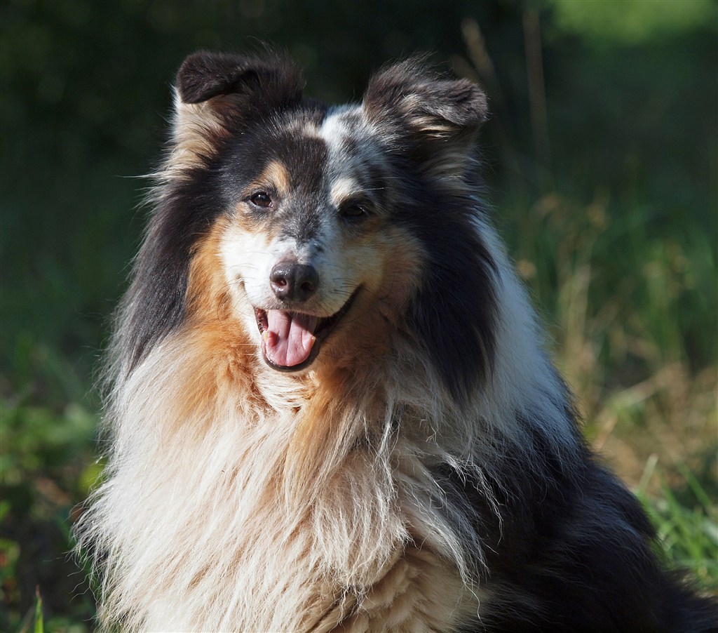 草地上的柯利犬狗狗图片