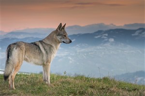 唯美野生动物山顶上的狼图片
