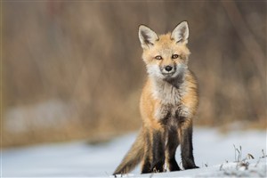 唯美野生动物黑毛腿狐狸图片