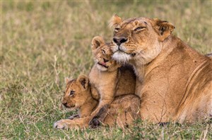 唯美野生动物三头狮子图片