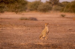 唯美野生动物空旷土地上的豹子图片