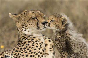 唯美野生动物母子亲吻的豹子图片