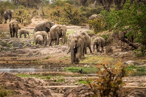 唯美野生动物一群吃草的大象图片
