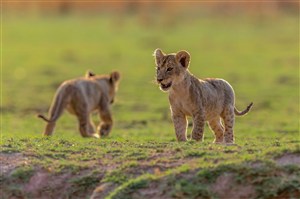 唯美野生动物两头小狮子图片