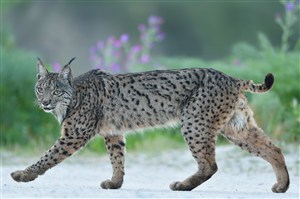 唯美野生动物大步行走的猫咪图片
