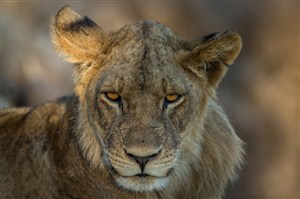 唯美野生动物高清特写狮子头部图片