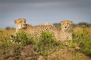 唯美野生动物躺在一起的两头豹子图片