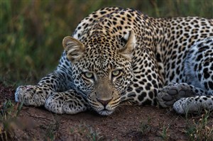 唯美野生动物趴在泥土上的豹子图片