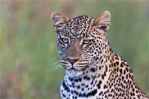 唯美野生动物神情低迷的豹子图片