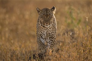 唯美野生动物缓缓走来的豹子图片