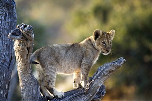 唯美野生动物树枝上的小狮子图片