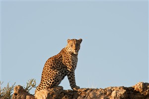 唯美野生动物坐在山顶上的豹子图片