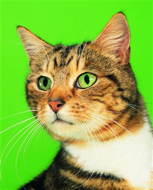 绿色背景绿眼睛猫咪图片