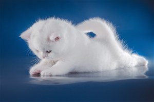 蓝色背景下的白色可爱猫咪图片