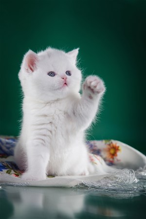举起爪子的猫咪图片