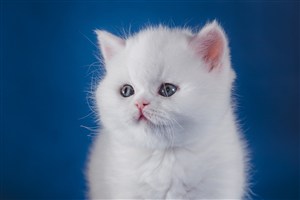 萌萌的可爱猫咪图片