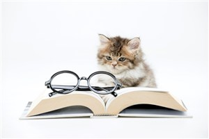 书旁边的可爱猫咪图片